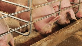 Работы в Финляндии на свиноферме. Working in Finland at a pig farm.