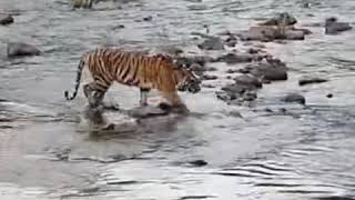 Hungry tiger at Kanha-October 2020