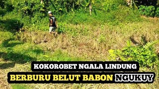 KOKOROBET NGALA BELUT BABON, NGUKUY DI SAWAH #ngukuy #brlutsawah