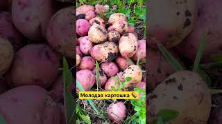 Молодая картошка 🥔. Июль #тульскийфермер #дача #влог #картофель