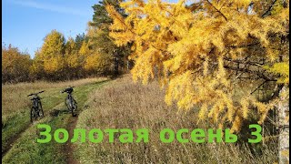 Золотая осень в лесу (часть 3)