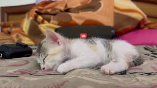 🐾 Cat Sleeping Music 🎶 | Relaxing Sounds for Deep Sleep 😴 #Live