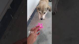 🫵🏻🫵🏻🫵🏻🤣Reaction my dog this toy😹😹😹#sorts #funny #viralshort #dog #tranding #dogcomedy #comedy #viral