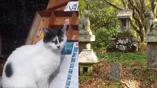 Kot wskazał mi drogę do Kociej Świątyni -  Yasumiya Shrine 安宮神社 (Cat Shrine, 猫神社, Neko Jinja) Nagano