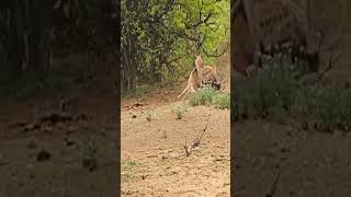 Leopard & Hyena Fight Over Impala While it Tries to Run Away#animals #lion #wildlife #fyp #bestvideo