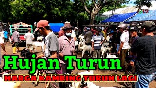 Harga Cempe Kaligesing Turun karena HUJAN.