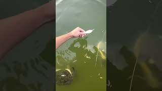 Guess what stole my bait? #fishhole #fishingtechniques #fishinghole