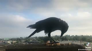 DOPE ASS CROW CRACKING OPEN DOPE ASS PEANUTS