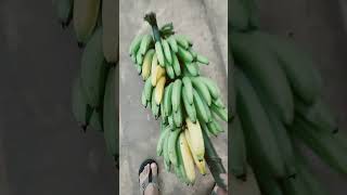 🔴Benung Ia Pemanah Buah Pisang Ambun Enggau Pisang Hotel Kaban ❗🍌#songviral #katibas #sarawak