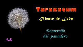 Taraxacum, Diente de león, Panadero, Desarrollo radial simétrico, Movimiento de crecimiento, 4K