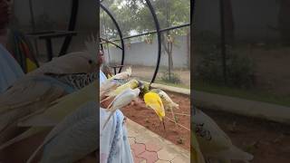 feeding birds with own hands/ birds park,Tanjavur /Rajali bird park,Tanjavur #shorts