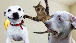 Funniest😄 Cats and Dogs Compilation video😂