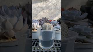 Cactus Tip | Bottom watering some Astrophytum #Cactus #Astrophytum #Shorts