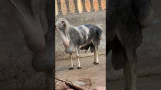 Mashallah Eid Qurbani 2024 🥰🥰🥰🥰🥰🥰🥰🥰🥰🥰🥰🥰