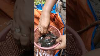 KURAS KOLAM IKAN LELE MONSTER USIA 2 BULAN SIAP PANEN 😭!#shortvideo