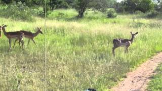 Warthog and Impala Kruger Park 19 feb 013