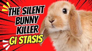 Understanding GI Stasis in Rabbits: Essential Care Tips