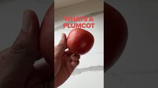 Making coffee with a plumcot #espresso #coffee #shorts