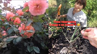 Как отличить корнесобственную розу от привитой🤔??? Чудеса , получаются при заглублении прививки😲🥰