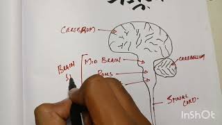 The Central Nervous System CNS