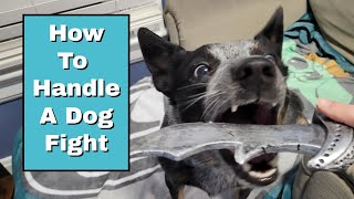 How To Handle A Dog Fight