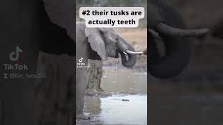 3 Fun facts about elephants