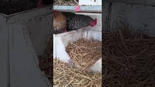 THREE best friends chickens sharing ONE laying box!