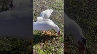 Muscovy ducks eating food #animal #ducks #duck #animals #wildducks #animalspecies