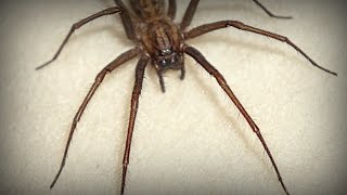 HUGE! House spider Warwickshire UK (Eratigena atrica) Arachnophobia