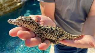 Baby Cuban Crocodiles LIVE! Q+A