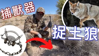 美國 沙漠「捕獸器捉土狼」Coyote Trapping (第一集)  |  VEGAS OUTDOORS