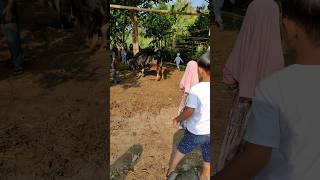 Annasya Lihat Hewan Qurban #shortsvideo #video #viral #iduladha #iduladha2024 #hewanqurban #sapi