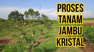 Lagi.. Lagi Tanam Jambu Kristal🌱🌱