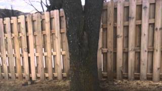 Pruning Co-Dom trees