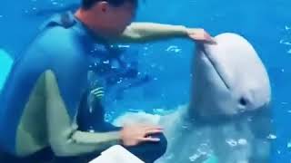 The lovely video, how the cute baby dolphin is kissing a boy