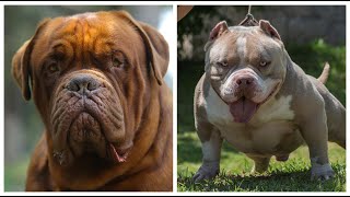 ToP 5  PERROS que ASUSTAN pero que son INOFENSIVOS