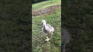 Excuse me ☝️ #cute #animals #adorable #poultry #happy #goose #gosling #funny