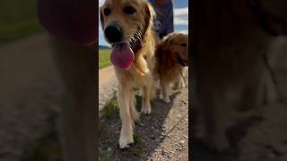 Three Goldies on a Conquest Tour #Goldenretriever #CuteDog #Dog #Goldie #SweetPaw #Powergirl #Shorts