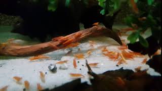 Caridina Heteropoda Orange Select