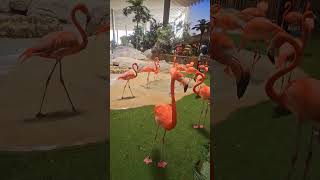 Pink Flamingos.... upclose #abudhabi #danganddidi  #seaworldabudhabi #shorts #pinkflamingos