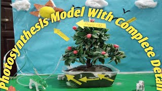 Photosynthesis 3D Model For Secondary Classes//Science Project #scienceproject #photosynthesis