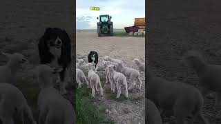 Dog surprising a flock of sheep 😂