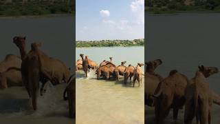 Bathing camels #shorts #youtubeshorts #shortsvideo