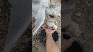 hand feed cow