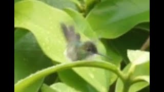 Le colibri au bain