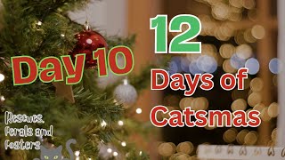 Catsmas Day 10 - All She Wants for Christmas