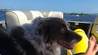 Wigglebutts Adventures is going live! Boat Day 💙🐾