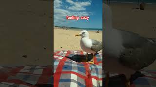 #shorts #shortsvideo #video #animais #animals