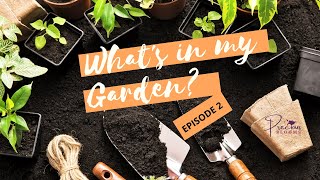 What's in my Garden - Episode 2: Garden Tour part 2