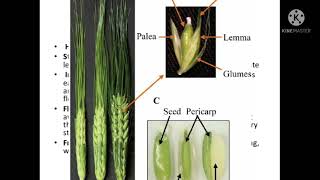 Utilization of Plants- Food Plant- Wheat